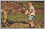 The Easy Life, Donkeys Roam Freely Through Custer State Park, Fed By Tourist, VTG PC