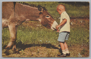 The Easy Life, Donkeys Roam Freely Through Custer State Park, Fed By Tourist, VTG PC