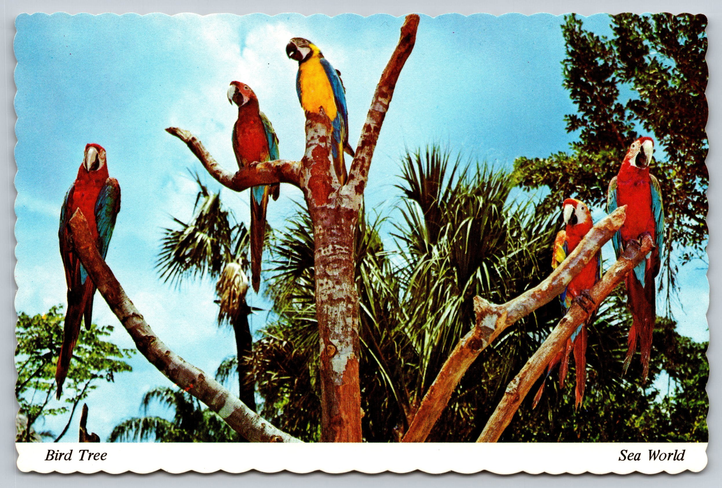 The Bird Tree, Sea World, Florida, Vintage Post Card