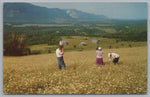 People on Farms In Sunrise Valley, Nova Scotia, Vintage Post Card.