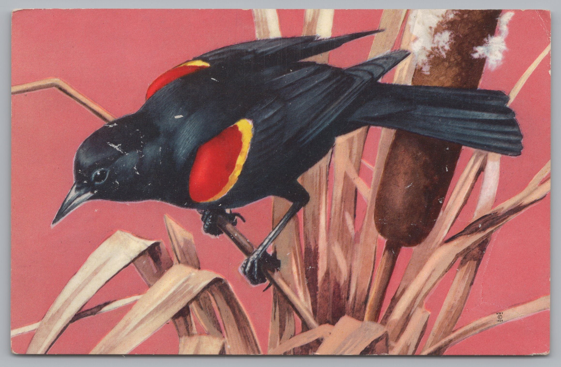 Redwinged Blackbird, Vintage Post Card.