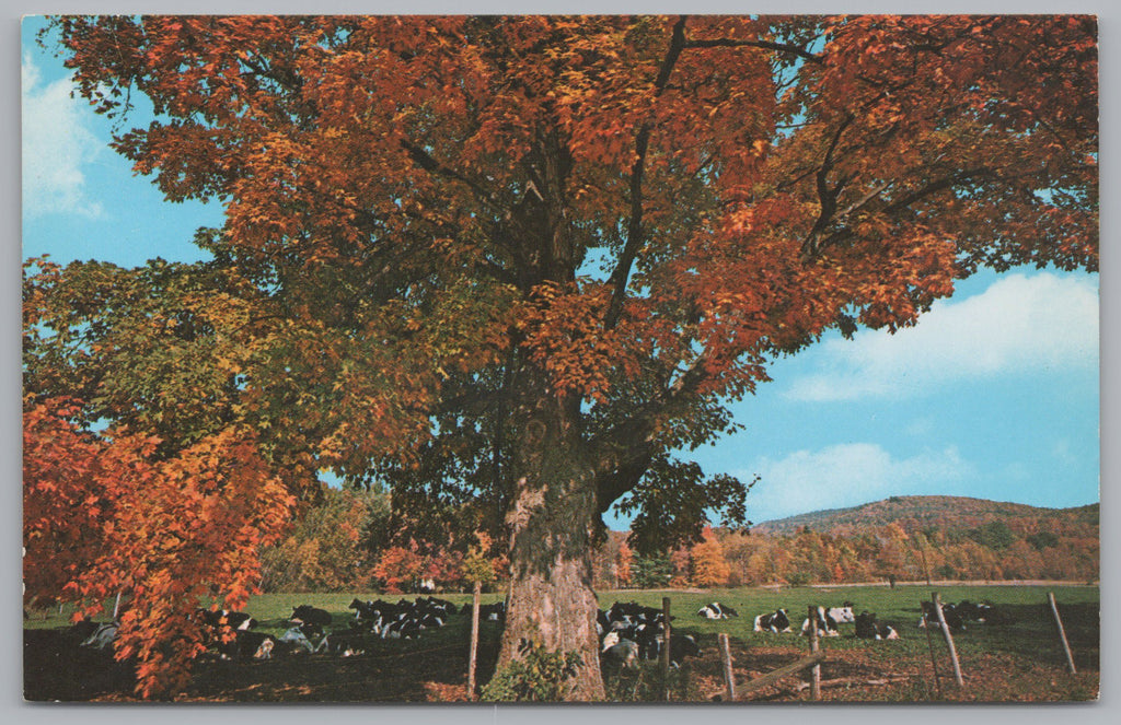 Picture Of A Massive Autumn Tree On A Farm, Cows In The Background, Vintage Post Card