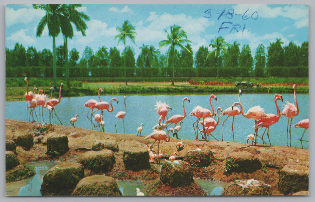 Flamingos And Nest, Hialeah Race Course, Vintage Post Card.