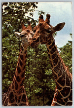 Giraffes, Great Adventure, Jackson, New Jersey, VTG PC