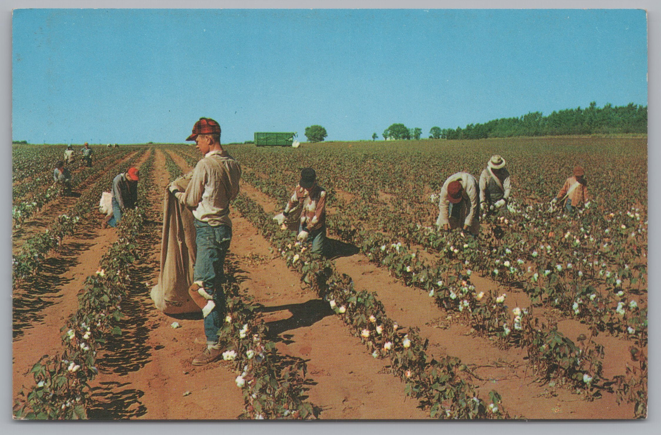 Field Workers Picking Cotten On A Cotton Farm, Vintage Post Card.