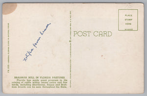 Brahman Bull In Florida Pastures, Vintage Post Card.