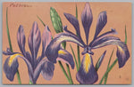 c1957 National Wild Life, Peterson, Narrow Blue Flag Iris Prismatica, PC