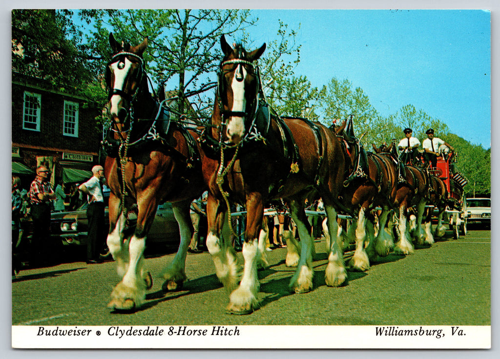 Clydesdale, 8 Horse Hitch, Williamsburg, Virginia, Vintage Post Card