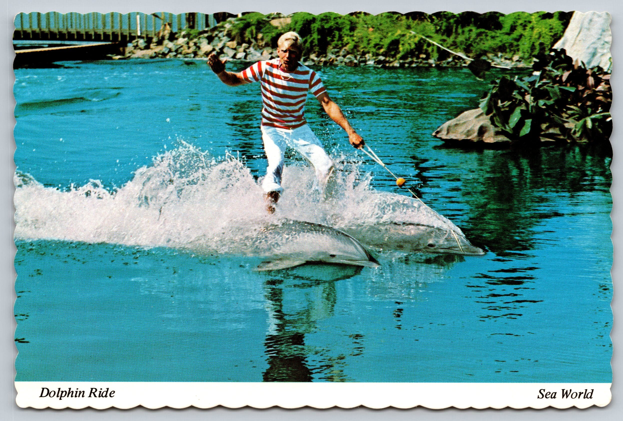 The Dolphin Ride, Sea World, Florida, Vintage Post Card