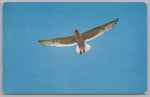 Cape Cod Seagull In Flight, USA, Vintage Post Card