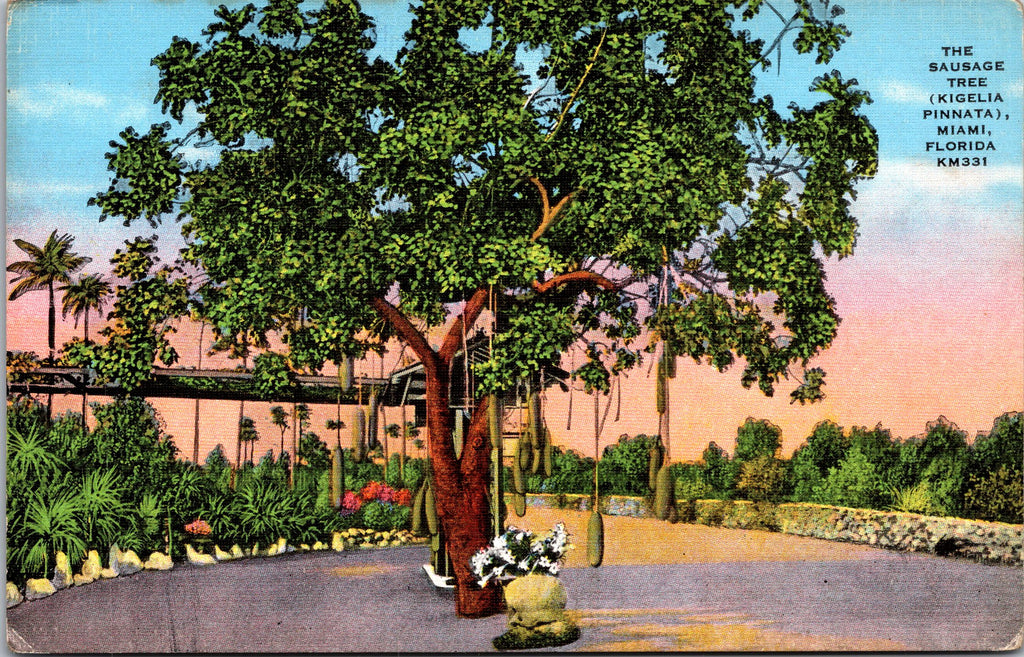 The Sausage Tree, Kigelia Pinnata, Miami, Florida, USA, Vintage Post Card