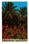 Colorful Poinsettias, Palm Springs, Coachella Valley Vintage PC