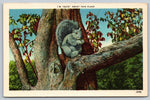 The Squirrel, Nuts About This Place, USA, Vintage Post Card