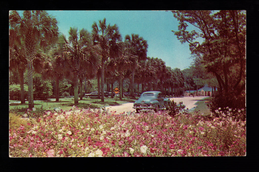 Florida’s International Attraction, See Silver Springs, Vintage Post Card