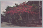 Royal Poinciana Shaded Street, Panama, Tree of Fire Vtg PC