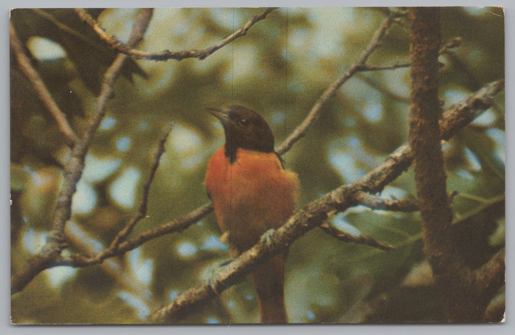 Baltimore Oriole Sitting In The Tree, Vintage Post Card