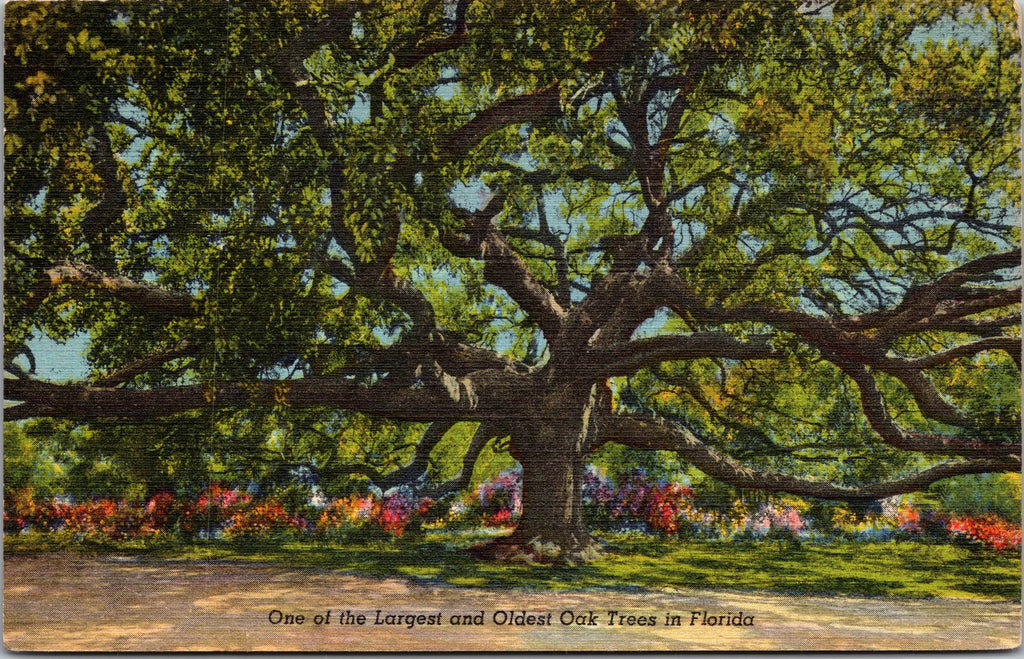 One Of The Largest And Oldest Oak Trees In Florida, USA, Vintage PC