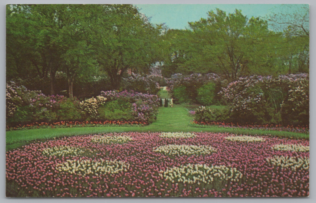 Lilacia Park, Lombard, Illinois, USA, Panthers Paw, Tulip Bed, Vintage Post Card