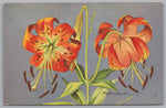 c1957 NWF Peterson, Turk’s Cap Lily, Lilium Superbum, 11' Tall PC