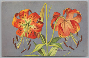 c1957 NWF Peterson, Turk’s Cap Lily, Lilium Superbum, 11' Tall PC