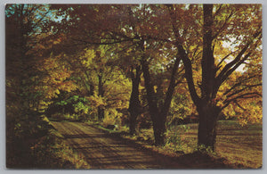 A Country Road, Golden Maples, Vintage Post Card.