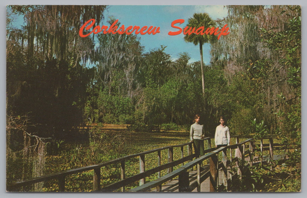 Corkscrew Swamp Sanctuary, Big Cypress Swamp, Vintage Post Card.
