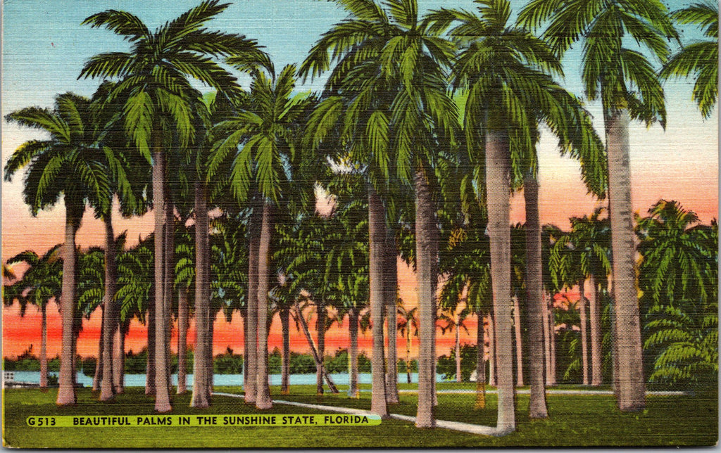 Beautiful Palms In The Sunshine State Florida, USA, Vintage Post Card