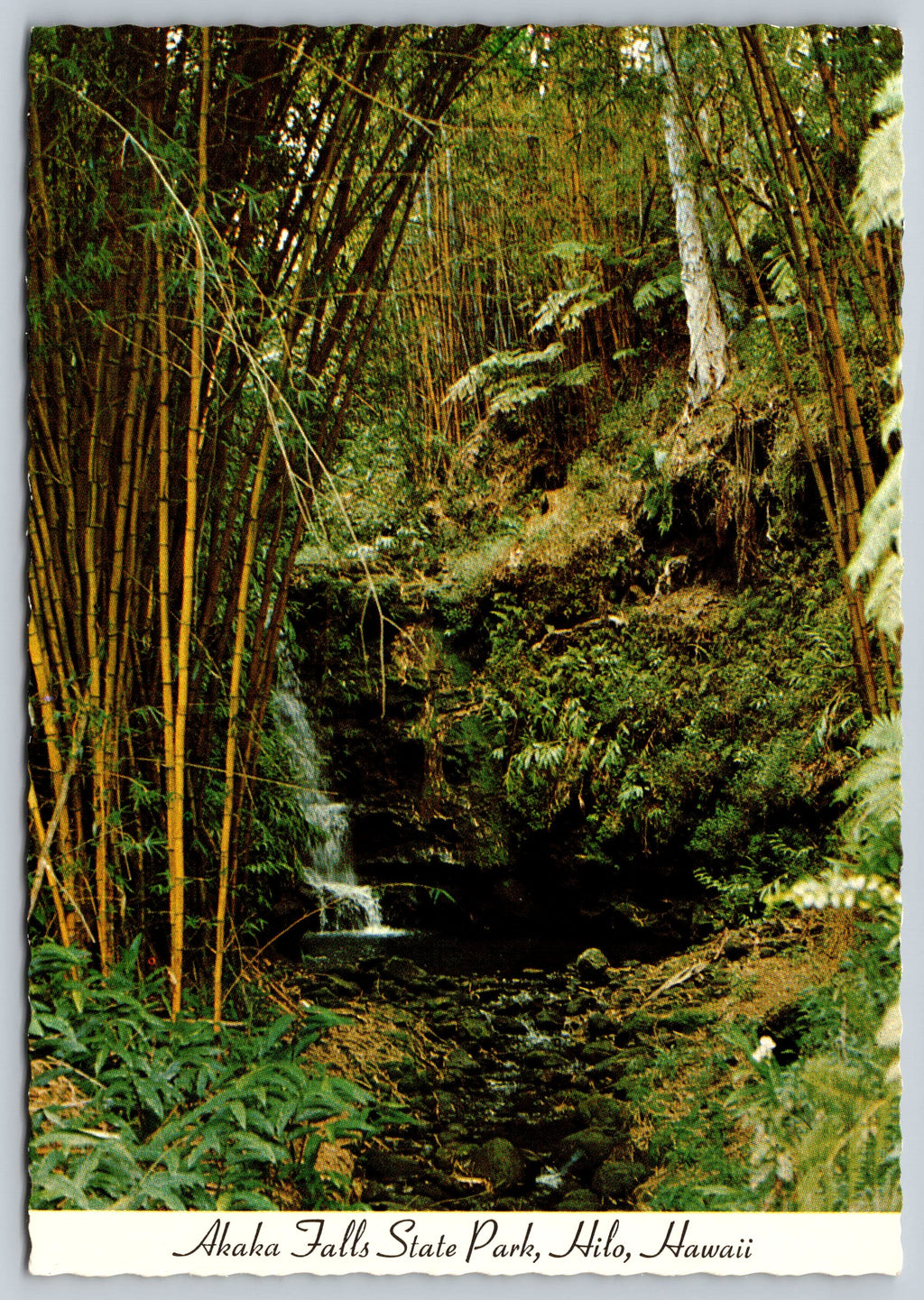 Akaka Falls State Park, Hilo, Hawaii, Vintage Post Card