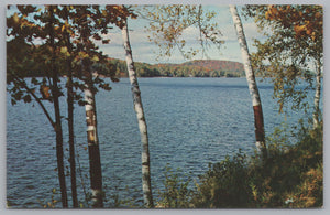 Among The Birches, Hub Of The Kawarthas, Bobcaygeon, Vintage Post Card.