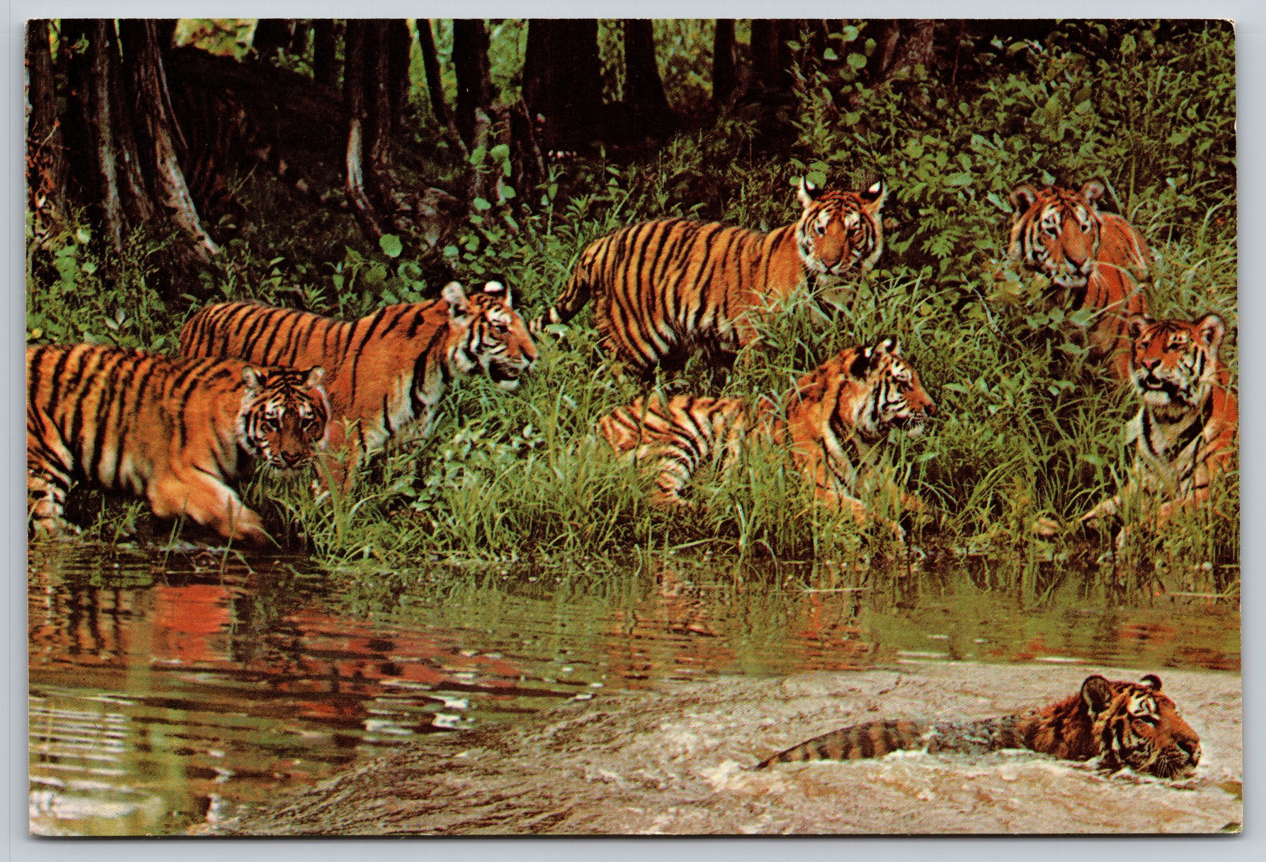 Siberian Tigers, Great Adventure, Vintage Post Card