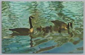 Canadian Wildlife Series, Canada Goose And Goslings, Vintage Post Card.