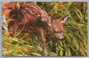 First Breaths Of A Brand New Baby Fawn, Vintage Post Card.