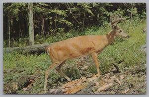 Buck White-Tailed Deer, Algonquin Provincial Park, Ontario, Canada, Vintage Post Card.