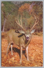 The Mule Deer, Very Tamed And Friendly, Yellowstone Valley, California, USA, Vintage Post Card.