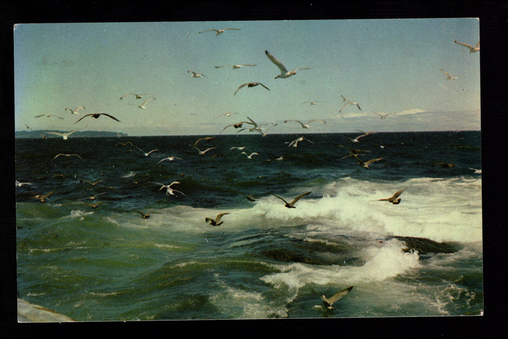 White Gulls and Blue Waters, Nova Scotia, Vintage Post Card