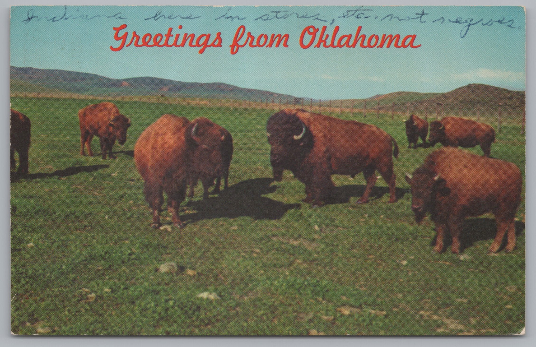 Greeting Card From Oklahoma, USA, Herd Of Buffalo, Vintage Post Card