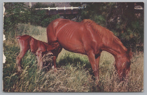 Colt Feeding From Its Mother Horse, Vintage Post Card