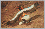 An Indian Eagle Dancer, Preformed By The Pueblo Indians, Vintage Post Card.