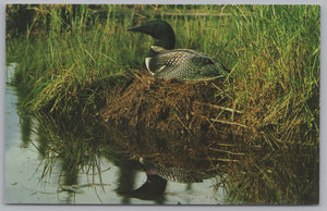 The Common Loon, Canadian Wildlife, Vintage Post Card.