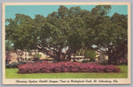 Blooming Azaleas Amidst Banyan Trees, Waterfront Park, St. Petersburg, Florida, VTG PC.