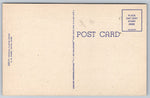Golden Shower Tree In Florida, USA, Vintage Post Card