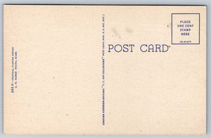 Golden Shower Tree In Florida, USA, Vintage Post Card