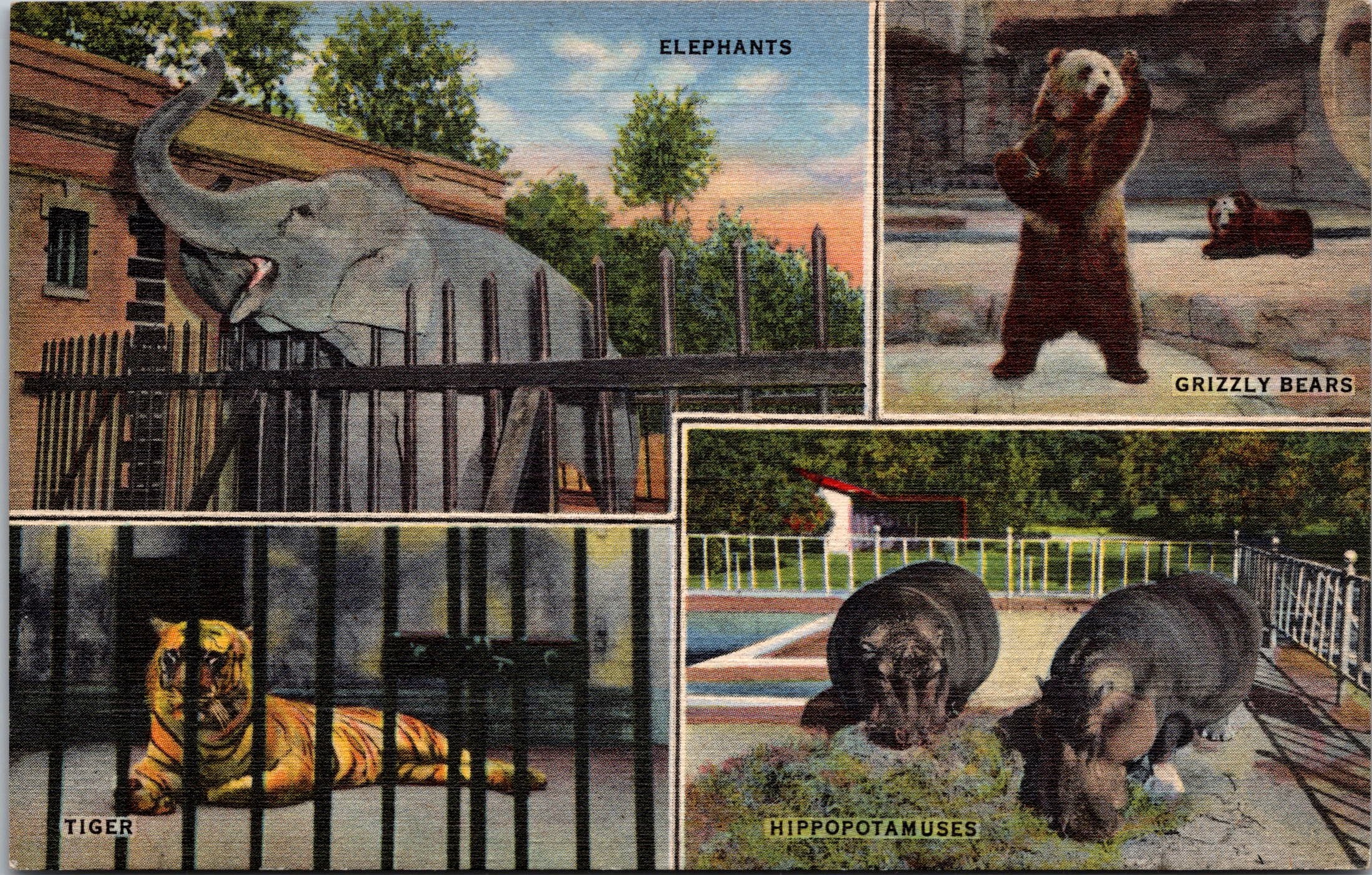 The Memphis Zoo, Scenes , One Of The Finest Zoo’s USA PC