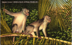 The Monkey Jungle, 22 Mile South, Miami, Florida, Vintage Post Card