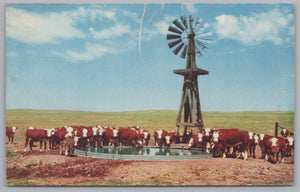 White Faced Herefords, Originally From Herefordshire England, VTG PC