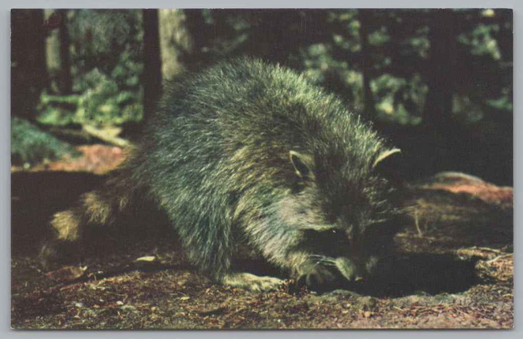 Canadian Wildlife Series, The Raccoon, Vintage Post Card.