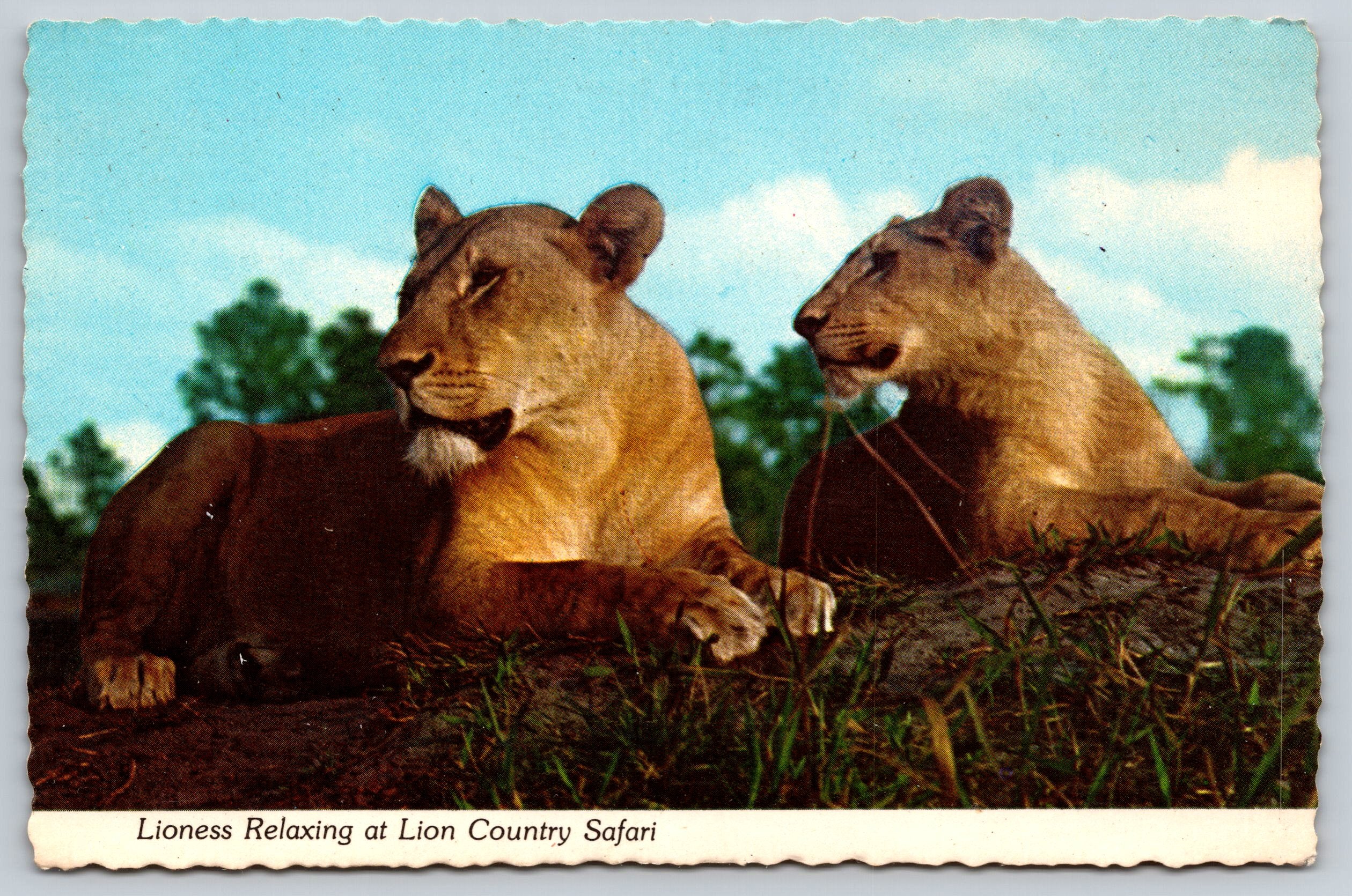 Lioness Relaxing, Lion County Safari, Vintage Post Card
