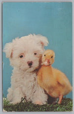 A Puppy And A Baby Duckling Posing For A Picture, Vintage Post Card.