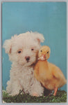 A Puppy And A Baby Duckling Posing For A Picture, Vintage Post Card.