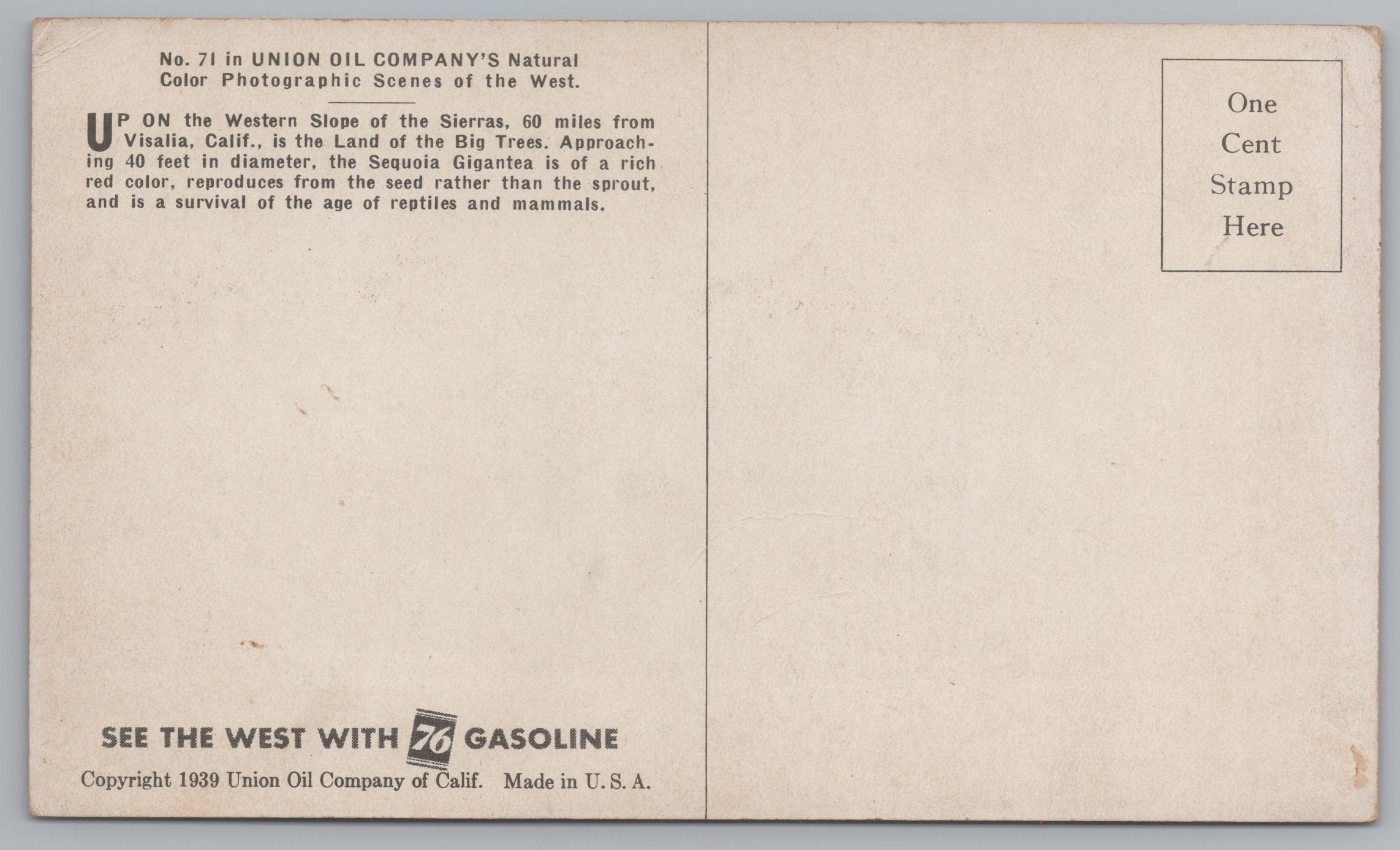 The Sequoia Gigantea, 40 Feet In Diameter, 60 Miles From Visalia, California, Vintage Post Card.